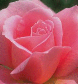 rosada.gif